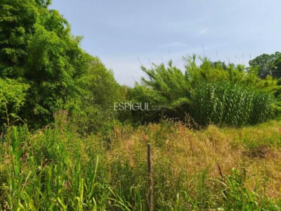 Terreno ideal para viveros o agrícola