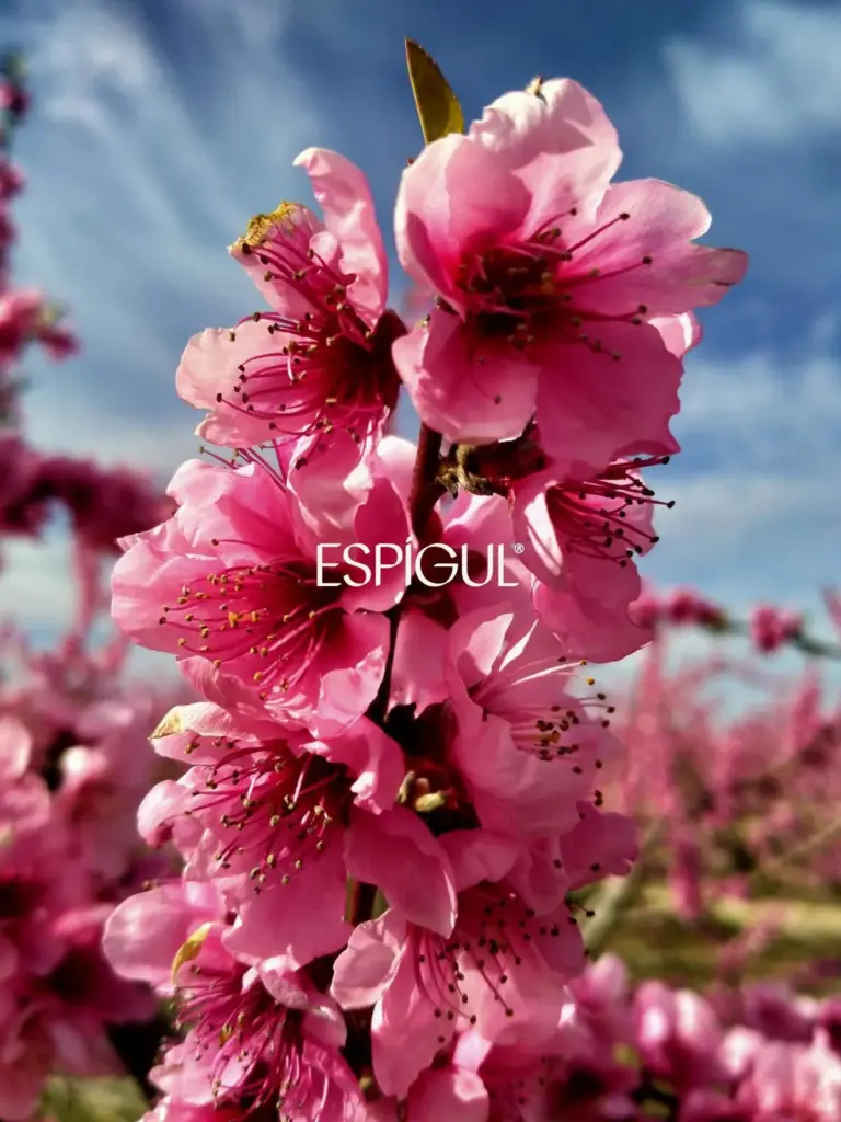 Parcel·la urbanitzable a Aiguaviva Parc (Vidreres)